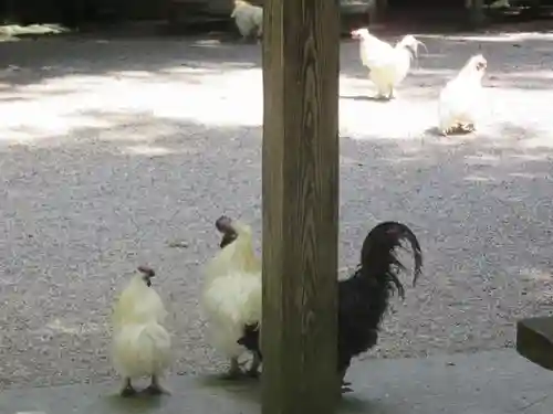 石上神宮の動物