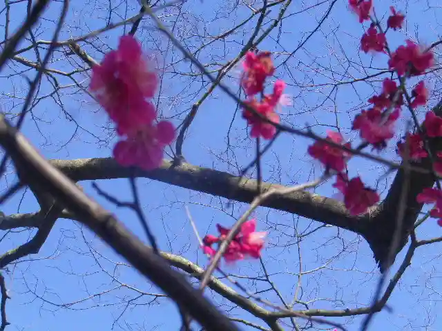 旗上弁財天社の自然