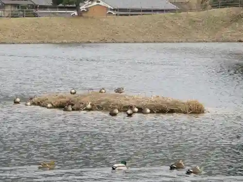 崇神天皇　山邊道勾岡上陵の動物