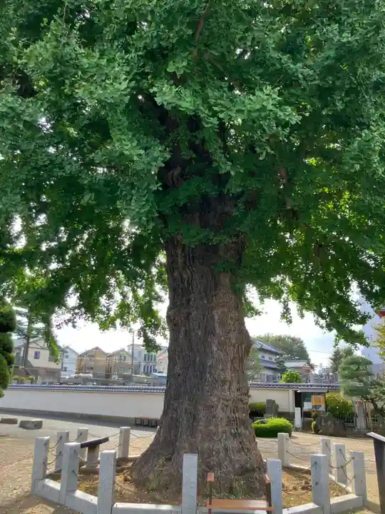 金乗院(東京都)