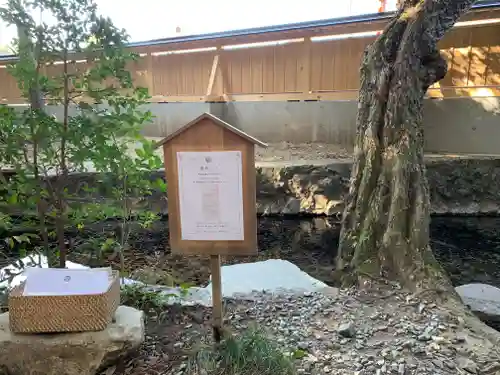 泉神社のおみくじ