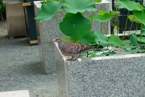 総持寺の動物