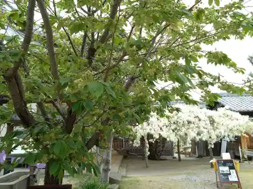 松應寺(愛知県)