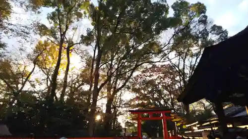 河合神社（鴨川合坐小社宅神社）の自然