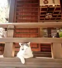 蔵前神社の動物