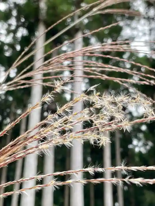 壇上伽藍の自然