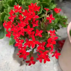 豊景神社の自然(2020年08月19日(水) 05時47分51秒投稿)