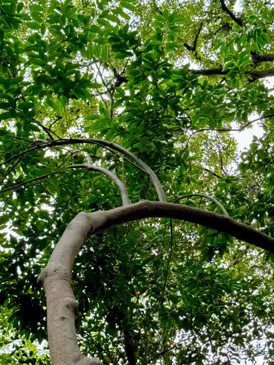 和泉國一之宮 大鳥大社(大阪府)