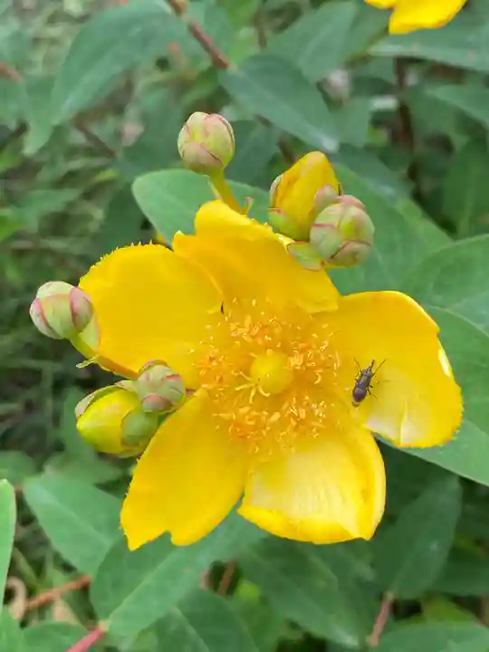 埼玉厄除け開運大師・龍泉寺(切り絵御朱印発祥の寺)(埼玉県)