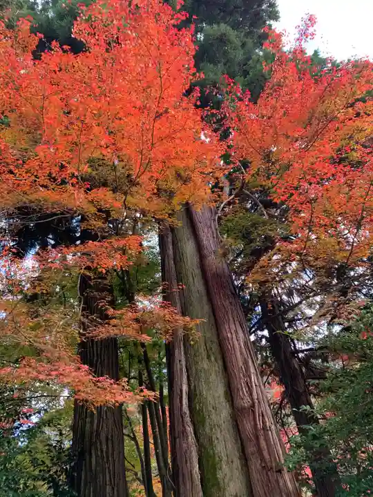 八坂神社・境内社川枯社の自然