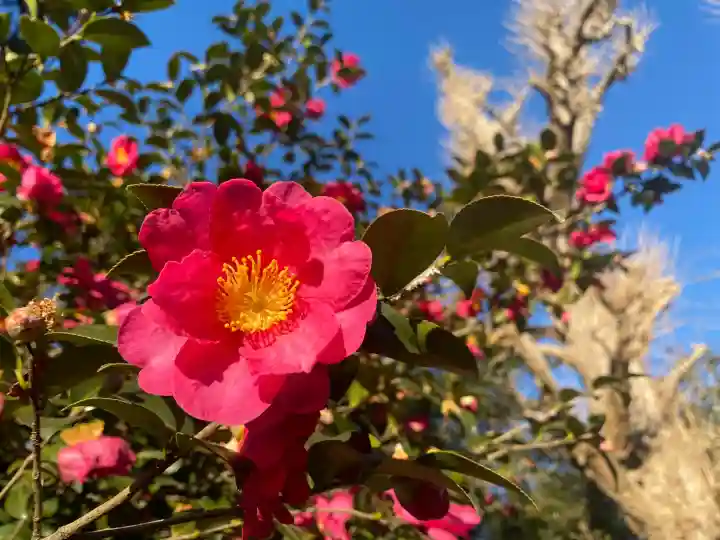 鎌数伊勢大神宮の{uncategorized: "未分類", other: "その他", undefined: "問題あり", building: "その他建物", grave: "お墓", sacred_gate: "鳥居", guardian: "狛犬", statue: "像", buddha: "仏像", history: "歴史", nature: "自然", garden: "庭園", animal: "動物", pagoda: "塔", temizu: "手水舎", mountain_gate: "山門・神門", sanctuary: "本殿・本堂", subordinate: "末社・摂社", art: "芸術", scenery: "景色", jizo: "地蔵", ema: "絵馬", goshuin: "御朱印", omikuji: "おみくじ", items: "授与品その他", amulet: "お守り", goshuincho: "御朱印帳", eats: "食事", festival: "お祭り", votive_dance: "神楽", shichigosan: "七五三参", wedding: "結婚式", experience: "体験その他", initially: "初詣", around: "周辺", anti_infection: "感染症対策"}
