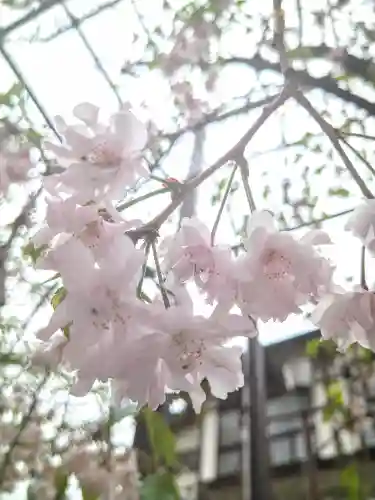 阿智神社の自然