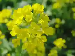 神明社の自然