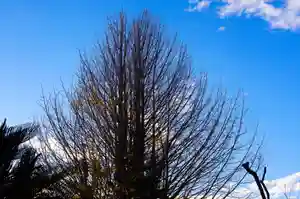 与楽寺の自然(2020年12月02日(水) 11時55分40秒投稿)