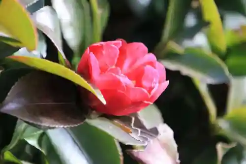 豊景神社の自然