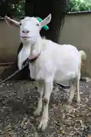 水稲荷神社の動物