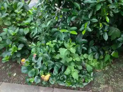 谷中 妙福寺(東京都)