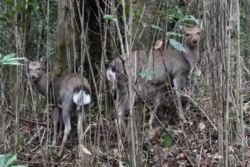 九頭龍神社本宮の動物