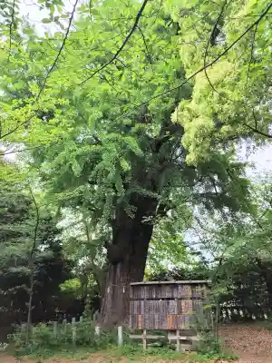 芝東照宮の{uncategorized: "未分類", other: "その他", undefined: "問題あり", building: "その他建物", grave: "お墓", sacred_gate: "鳥居", guardian: "狛犬", statue: "像", buddha: "仏像", history: "歴史", nature: "自然", garden: "庭園", animal: "動物", pagoda: "塔", temizu: "手水舎", mountain_gate: "山門・神門", sanctuary: "本殿・本堂", subordinate: "末社・摂社", art: "芸術", scenery: "景色", jizo: "地蔵", ema: "絵馬", goshuin: "御朱印", omikuji: "おみくじ", items: "授与品その他", amulet: "お守り", goshuincho: "御朱印帳", eats: "食事", festival: "お祭り", votive_dance: "神楽", shichigosan: "七五三参", wedding: "結婚式", experience: "体験その他", initially: "初詣", around: "周辺", anti_infection: "感染症対策"}