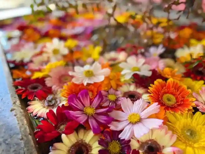 札幌諏訪神社の手水舎