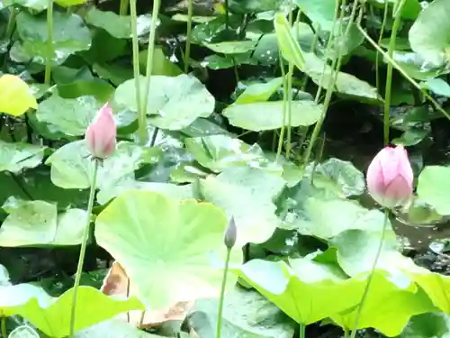 勧修寺(京都府)