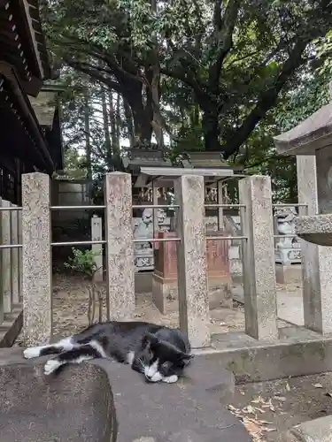 八幡社（柏井町）の動物