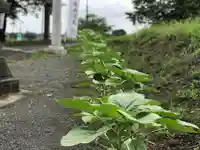 高司神社〜むすびの神の鎮まる社〜の自然