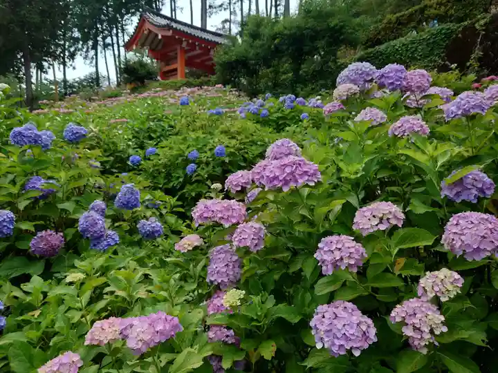 三室戸寺の自然