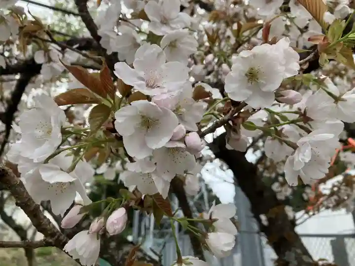 阿波々神社(静岡県)