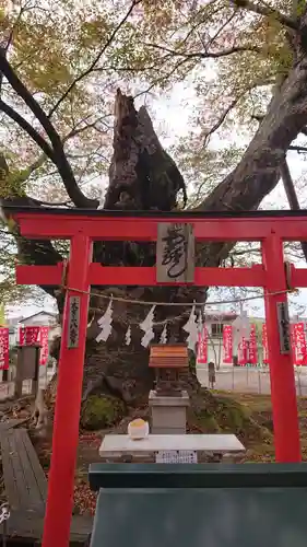 秩父今宮神社の鳥居