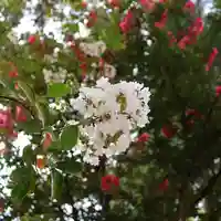 三津厳島神社の自然