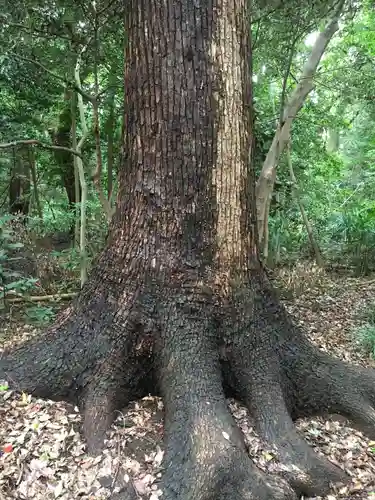 明治神宮の自然