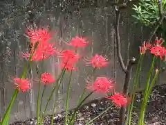 亀戸 香取神社の自然