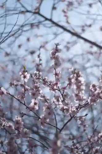 平野神社(京都府)