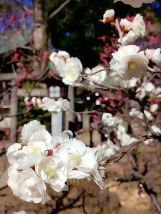 布多天神社(東京都)