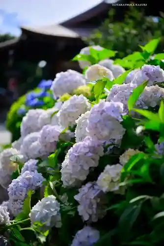 本郷氷川神社(東京都)