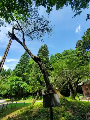 磐椅神社の自然
