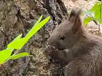 札幌諏訪神社の動物