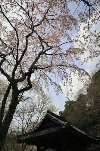 勝持寺（花の寺）(京都府)