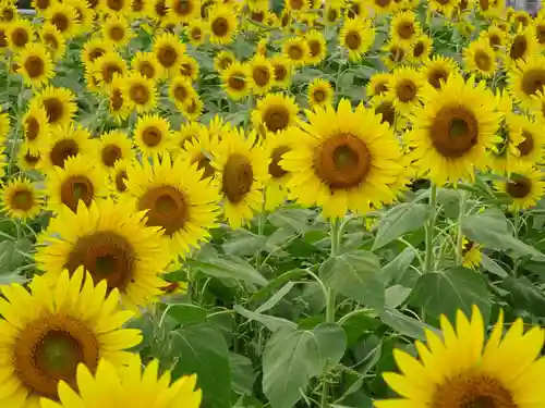阿邪訶根神社の自然