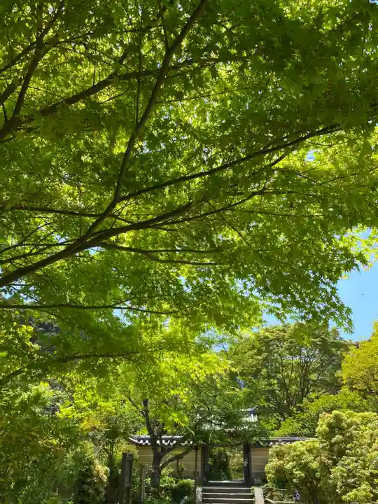 浄瑠璃寺の自然