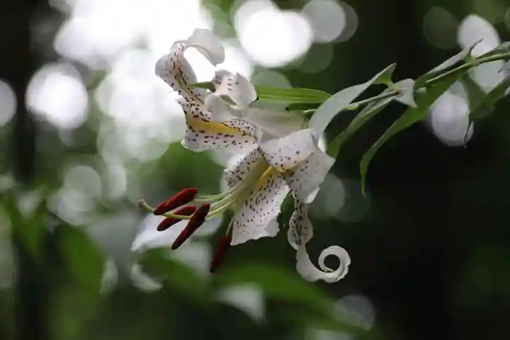 鹿島大神宮の庭園