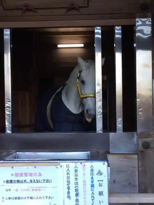 多度大社の動物