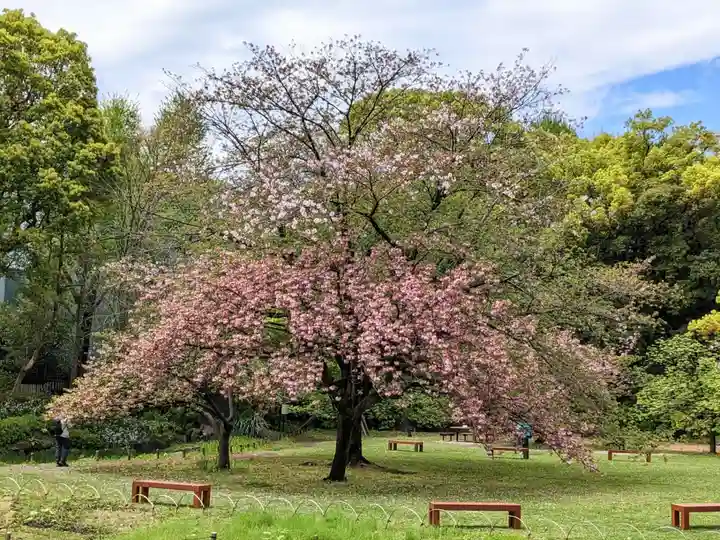法乗院(深川閻魔堂)の自然