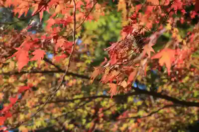 賀茂別雷神社（上賀茂神社）(京都府)