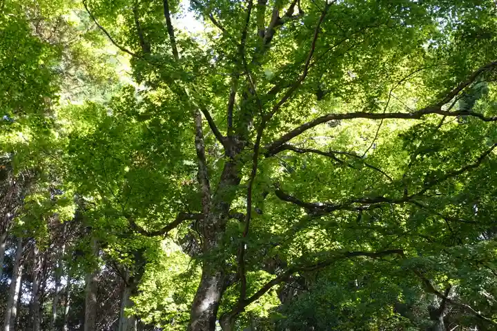 大原寺勝林院の自然