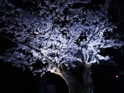 知恩院(京都府)