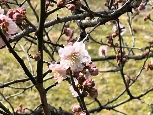 東本願寺（真宗本廟）の自然