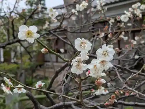 白幡天神社の自然