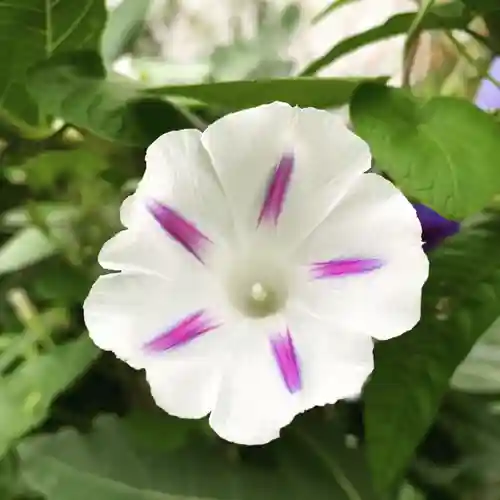 豊景神社の自然
